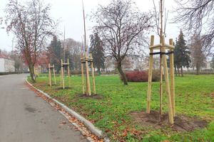 Sadzenie nowych drzew na terenie Kościana (photo)