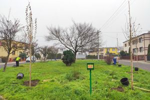 Sadzenie nowych drzew na terenie Kościana (photo)