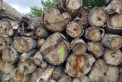 Ogłoszenie o przetargu na sprzedaż drewna